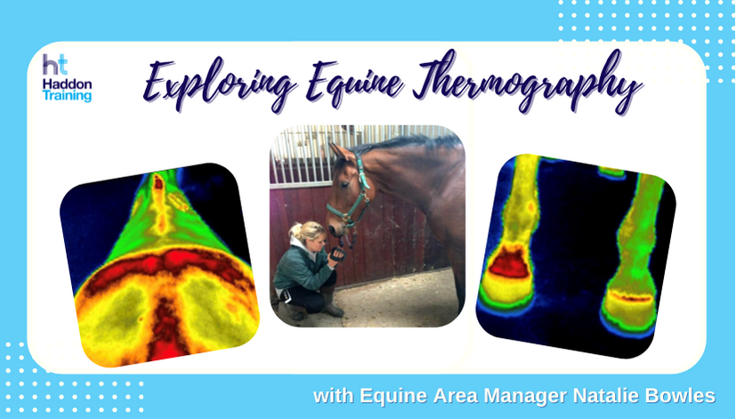 Equine Thermology