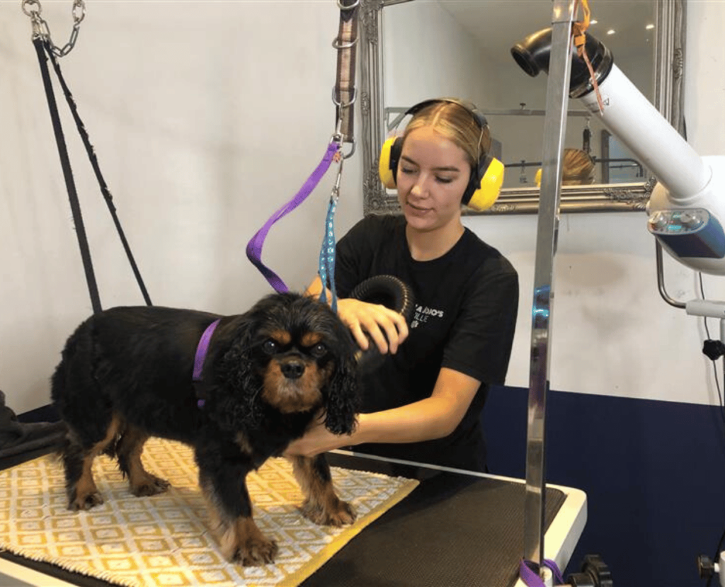 Dog Groomer Haddon Training