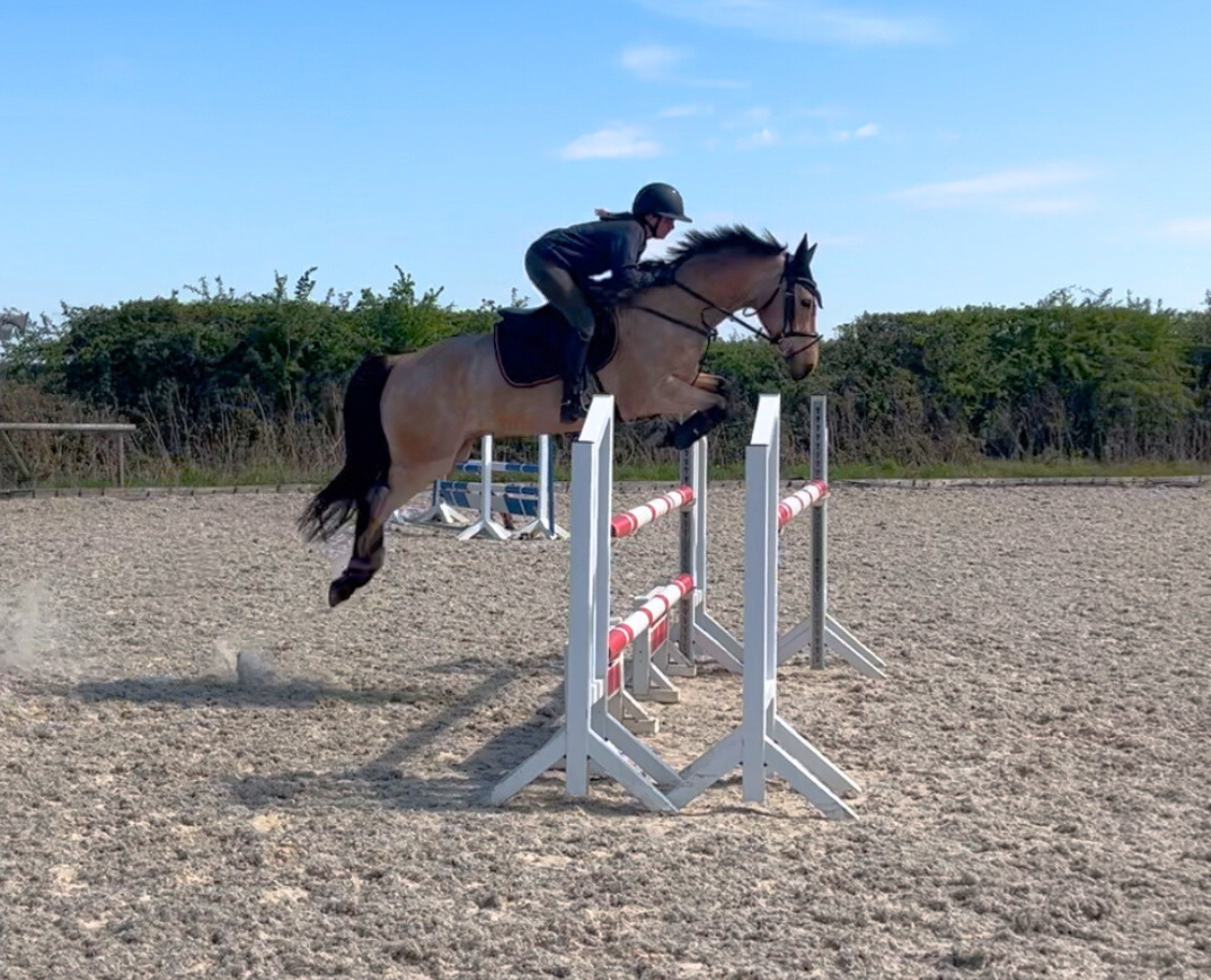 Meet Level 3 Senior Equine Groom apprentice, Esmay
